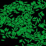 Multiple Green Betalight Tritium Vials lighting up in the dark